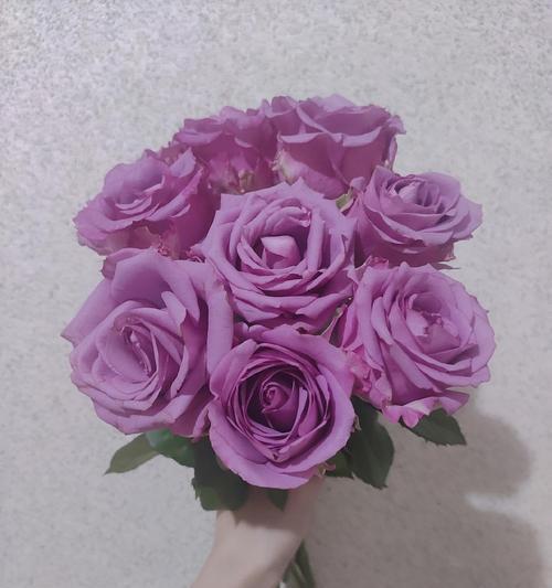 紫色玫瑰花的神秘之意（探索紫色玫瑰的隐含象征意义）