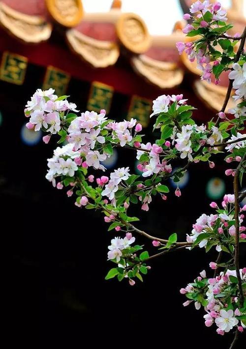 海棠花开花时间剖析（探究海棠花开花的规律及栽培技巧）