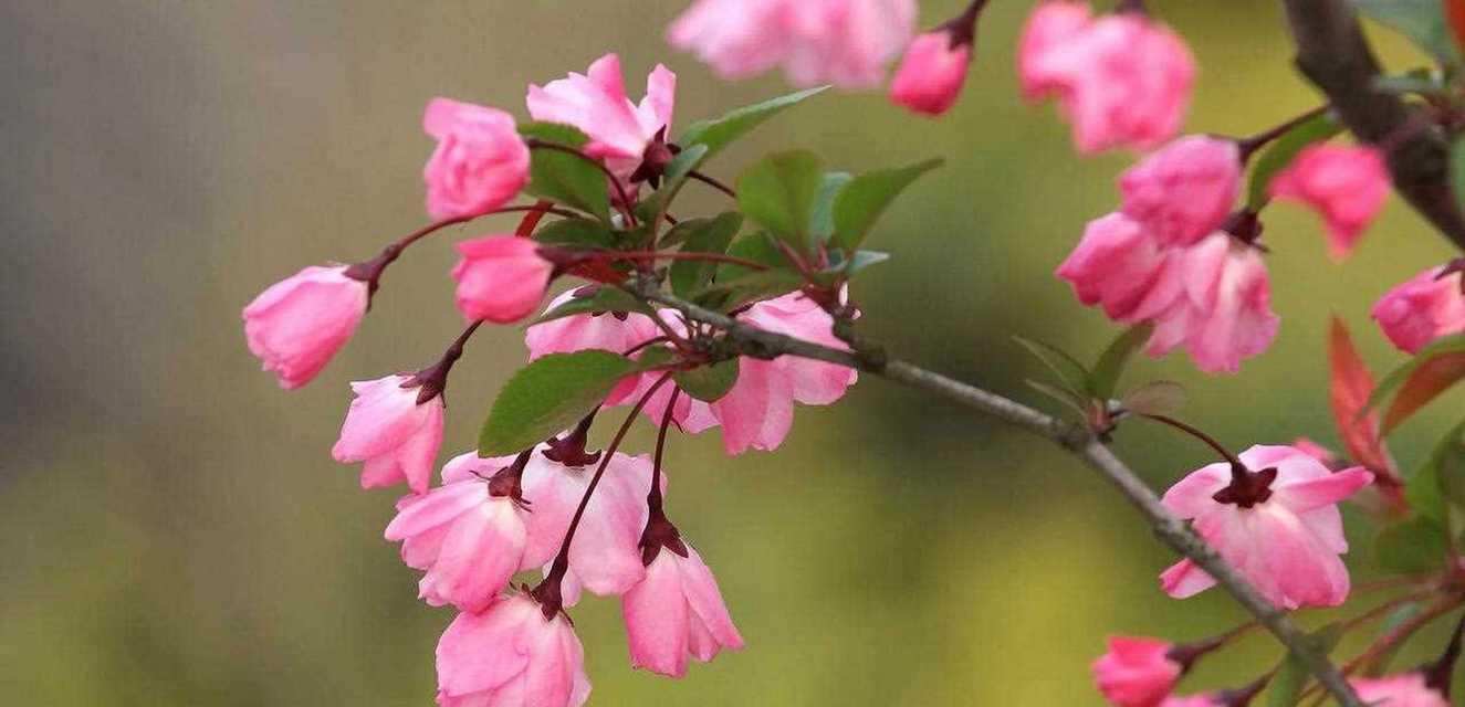 海棠花开花时间剖析（探究海棠花开花的规律及栽培技巧）