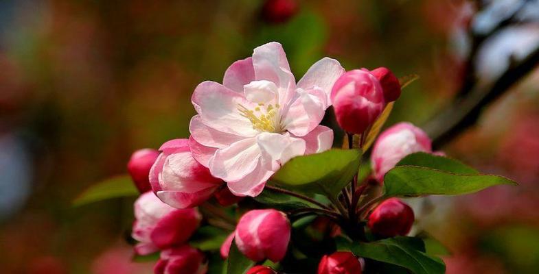 海棠花开花时间剖析（探究海棠花开花的规律及栽培技巧）