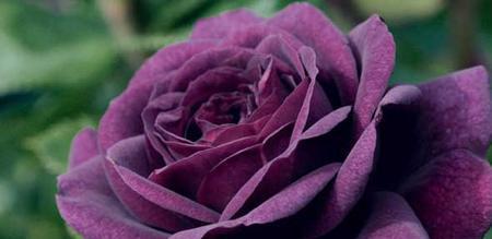 紫色玫瑰的花语与寓意（探索紫色玫瑰所传达的深邃情感）