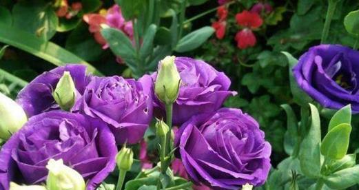 紫色玫瑰的花语与寓意（探索紫色玫瑰所传达的深邃情感）