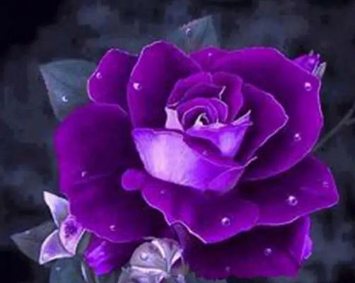 紫色玫瑰的花语与意义（探索紫色玫瑰所传递的情感与象征）
