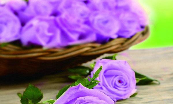 紫色玫瑰的花语与寓意（探寻紫色玫瑰传递的情感与象征）