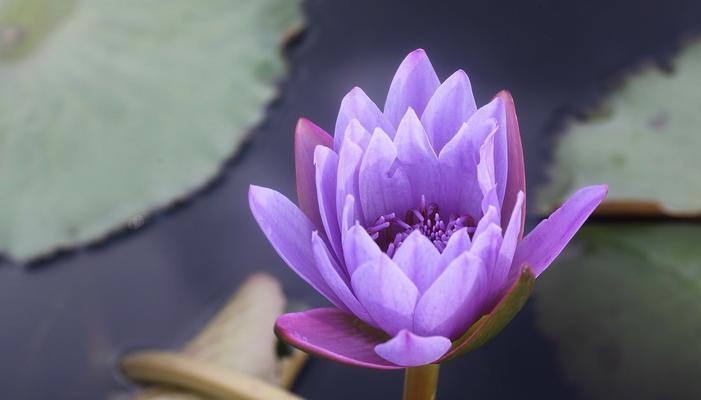 紫色睡莲的花语（揭示睡莲花语的意义与象征）