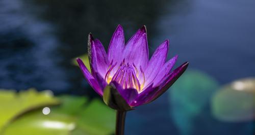 紫色睡莲的花语（揭示睡莲花语的意义与象征）