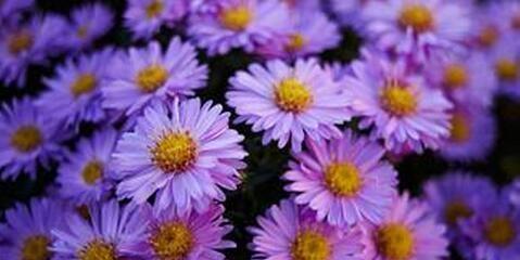 紫色小雏菊的花语和寓意（探索紫色小雏菊的深意）