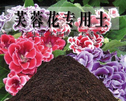 芙蓉花的养殖知识——从土质到养护（了解芙蓉花的生长环境和养护方法，让花开得更加美丽）