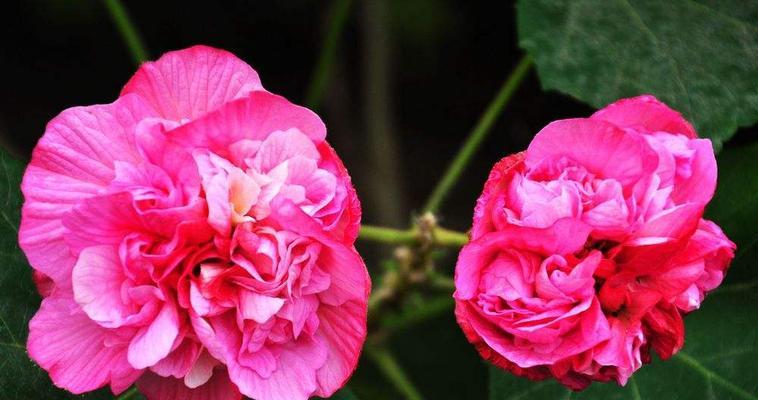 芙蓉花的养殖知识——从土质到养护（了解芙蓉花的生长环境和养护方法，让花开得更加美丽）