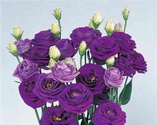 紫色洋桔梗的花语和寓意（传递祝福与激励的花朵-紫色洋桔梗）