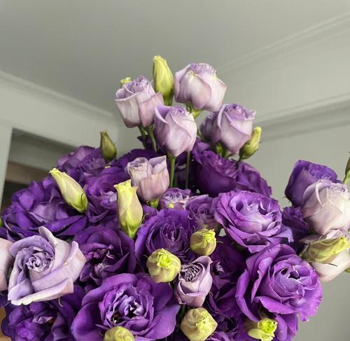 紫色洋桔梗的花语和寓意（传递祝福与激励的花朵-紫色洋桔梗）