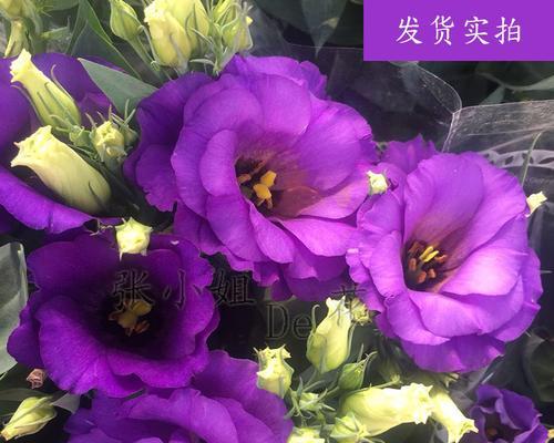 紫色洋桔梗的花语和寓意（揭秘紫色洋桔梗的深刻寓意，了解它们在不同文化中的花语）
