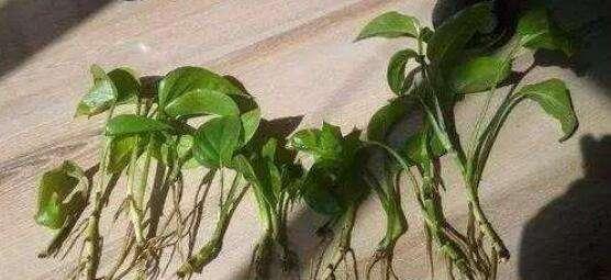 绿萝移植的正确方法（如何让绿萝容易生根成活？）