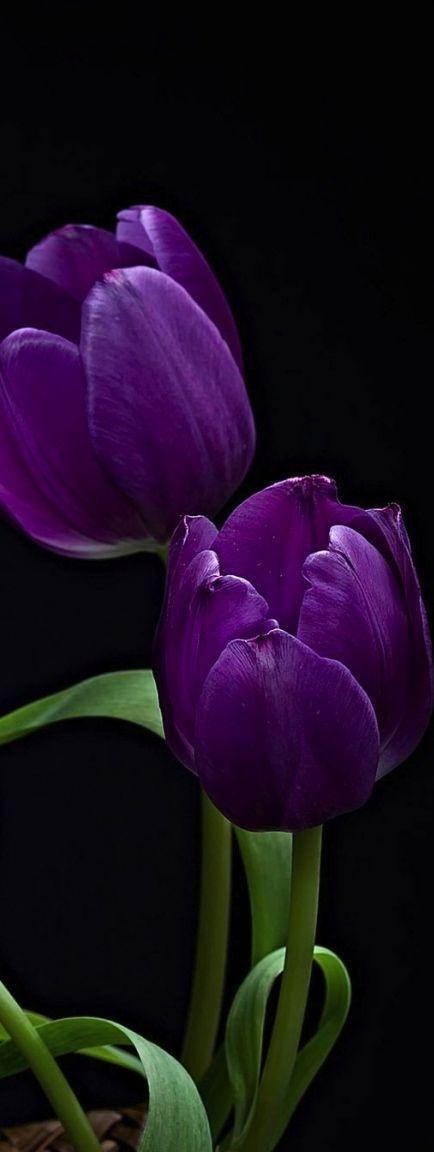 紫色郁金香之花语与象征（探寻紫色郁金香的内涵及其在文化中的地位）