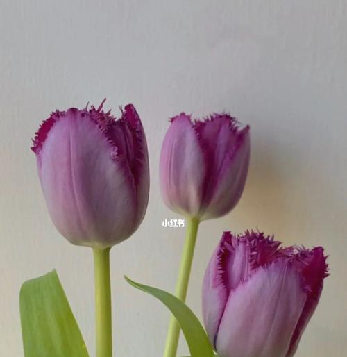 紫色郁金香的花语及其传达的意义（探究紫色郁金香所代表的情感和象征）