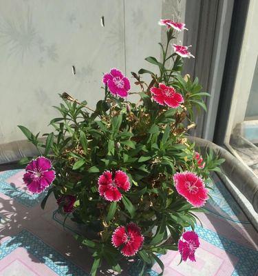 五彩石竹种植全攻略（打造多姿多彩的花园美景，让五彩石竹为您加持）