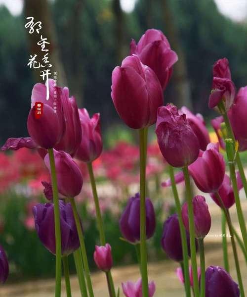 紫色郁金香花语（揭示紫色郁金香的花语，传达美好与神秘的信息）