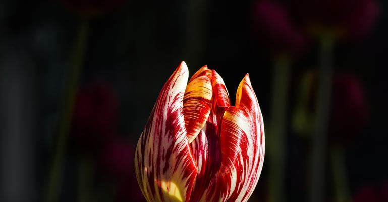 紫色郁金香花语与寓意的深入探索（紫色郁金香的神秘之美与隽永的情感传达）