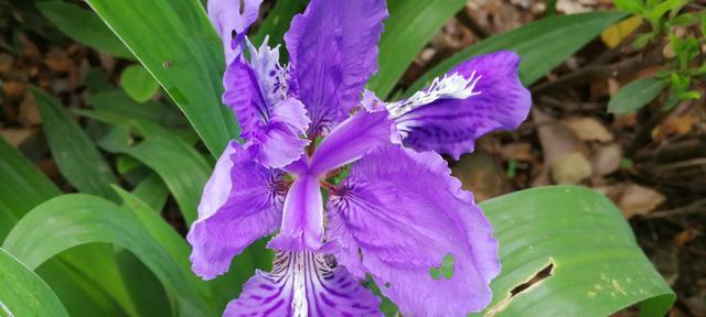 紫色鸢尾花的花语之美（探索紫色鸢尾花的含义与象征）