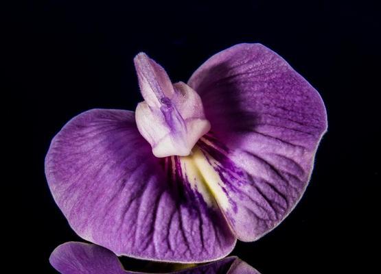 紫色紫罗兰花语的深刻内涵（解读紫色紫罗兰花语所代表的意义及象征）