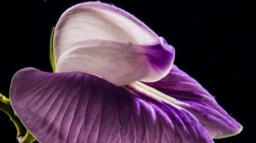 紫色紫罗兰花语的深刻内涵（解读紫色紫罗兰花语所代表的意义及象征）