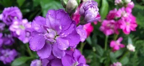 紫色紫罗兰花语（揭秘紫罗兰的花语及其象征意义）