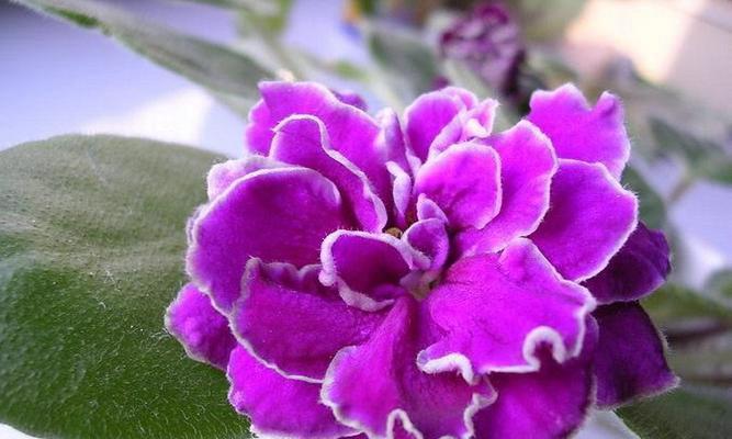 紫色紫罗兰花语的深意（探索紫罗兰花语，展示情感的多样性）