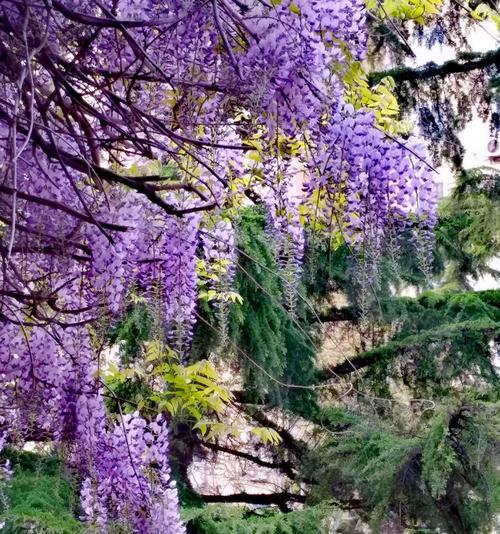 紫藤花的花语和寓意（探究紫藤花花语的深层含义与传承）