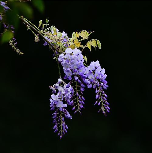 紫藤花的花语（探寻紫藤花的美丽花语及其背后的意义）
