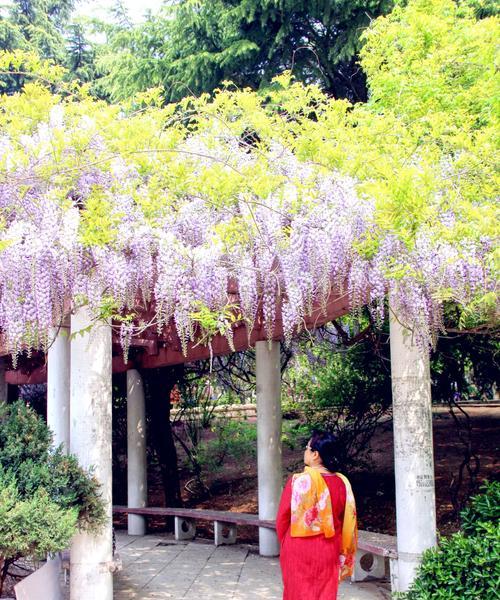 紫藤花的花语与含义（探寻紫藤花的神秘符号）