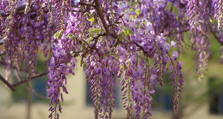 紫藤花的花语与传说（揭秘紫藤花的神奇花语与美丽传说）