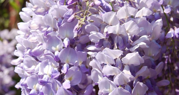 紫藤花的寓意象征与人生启示（折射着爱、希望和坚韧的紫藤花）