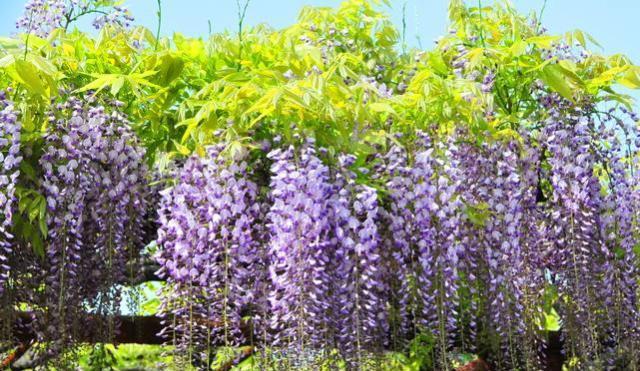 紫藤花的花语与寓意（以紫藤花为主题的花语解读及文化内涵）