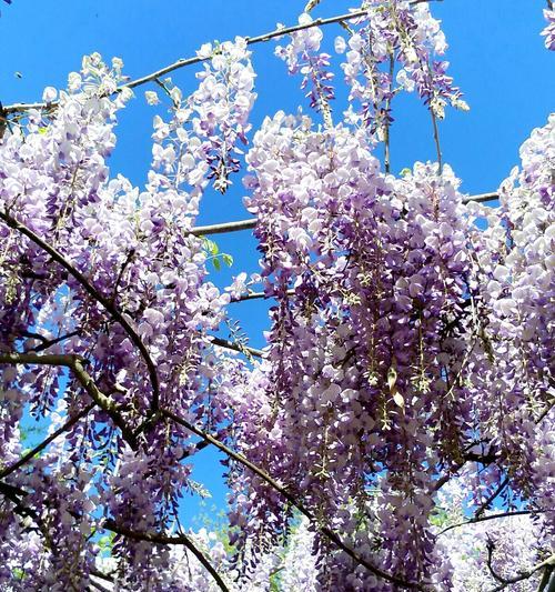 紫藤花的花语与寓意（以紫藤花为主题的花语解读及文化内涵）