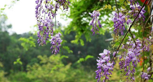 紫藤花的花语寓意——美丽与坚韧（探寻紫藤花的花语及象征意义）