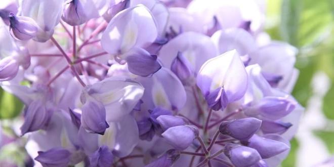 紫藤花的花语寓意——美丽与坚韧（探寻紫藤花的花语及象征意义）