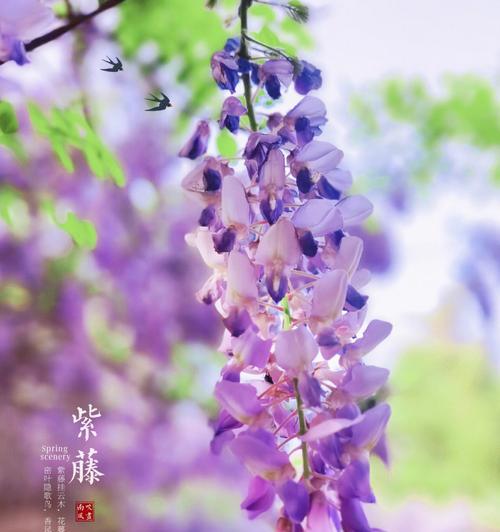 紫藤花（探索紫藤花的神奇花语与美丽传说）