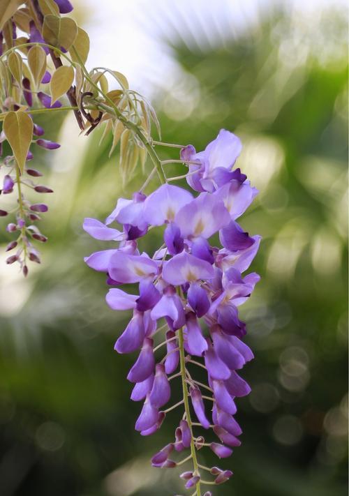 紫藤花（探索紫藤花的神奇花语与美丽传说）