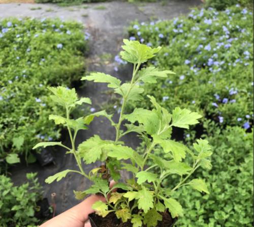 菊花的栽培与养护要点（从种子到盛放，轻松打造属于你的菊花花园）