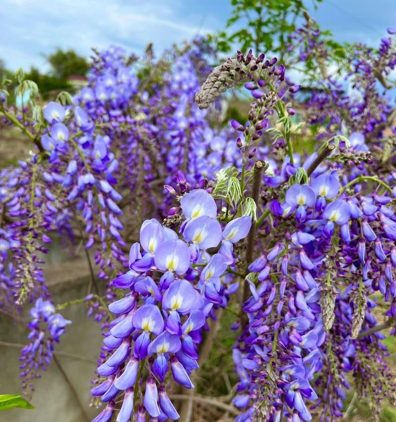 紫藤萝花语与寓意（探寻紫藤萝的花语与象征意义）