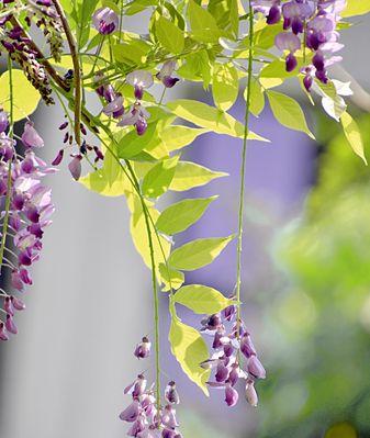 紫藤萝花语及其象征意义（探寻紫藤萝花的含义与传说）