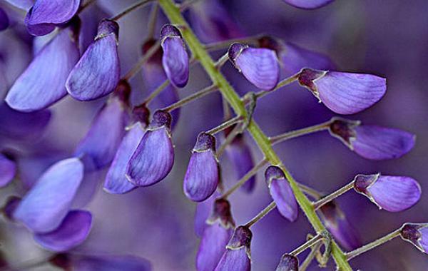 紫藤萝花语及其象征意义（探寻紫藤萝花的含义与传说）