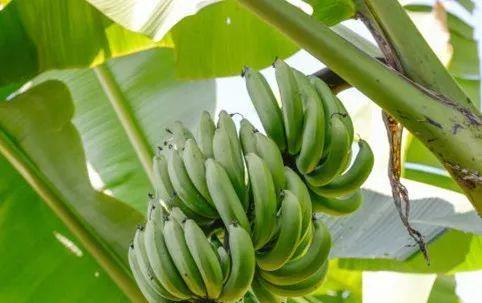 如何正确栽培芭蕉？