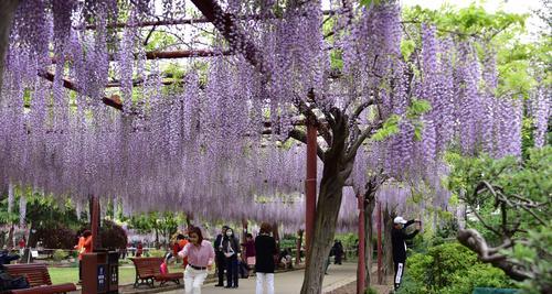 紫藤树的寓意与象征意义（探索紫藤树的文化内涵与美学价值）