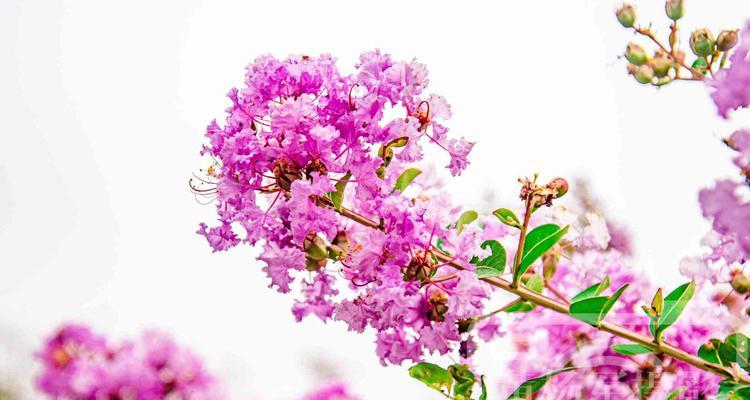 紫薇花的花语与意义（探秘紫薇花的神秘花语，解读情感与美丽的象征）