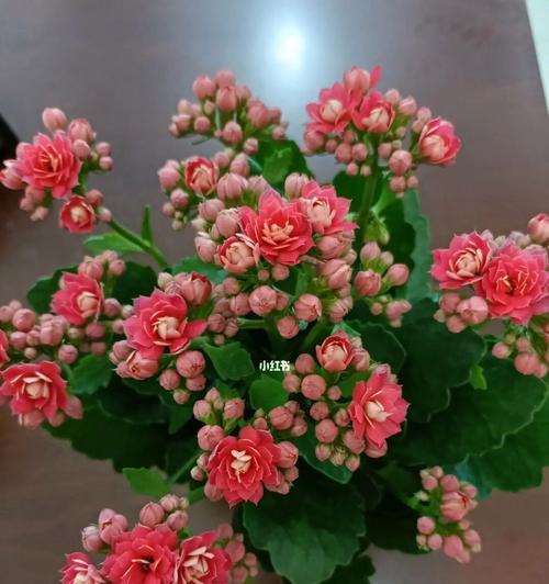 长寿花叶子小的原因（揭秘长寿花生长的秘密）