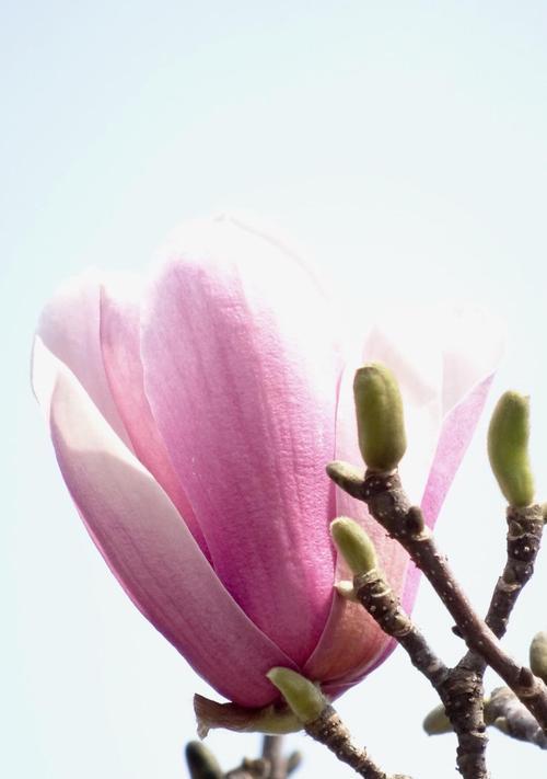 紫玉兰花语及其寓意——崇高与纯洁的象征（探寻紫玉兰的美丽花语，传达心灵的自由与高尚）