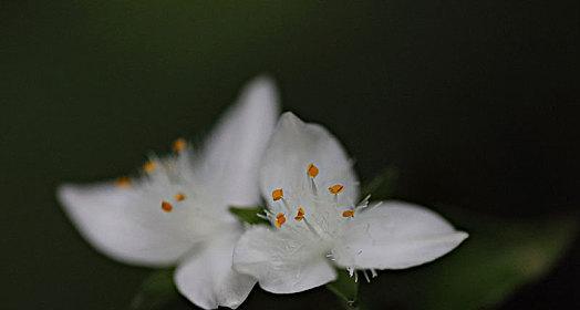 白花紫露草的花语与寓意（探索白花紫露草的美丽花语，了解其传达的深刻含义）