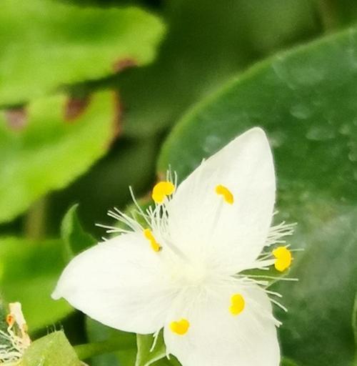 白花紫露草的花语与寓意（探索白花紫露草的美丽花语，了解其传达的深刻含义）