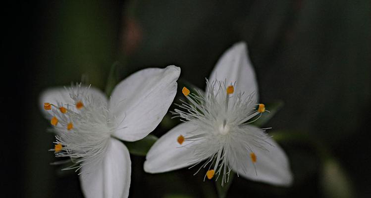 白花紫露草的花语与寓意（探索白花紫露草的美丽花语，了解其传达的深刻含义）